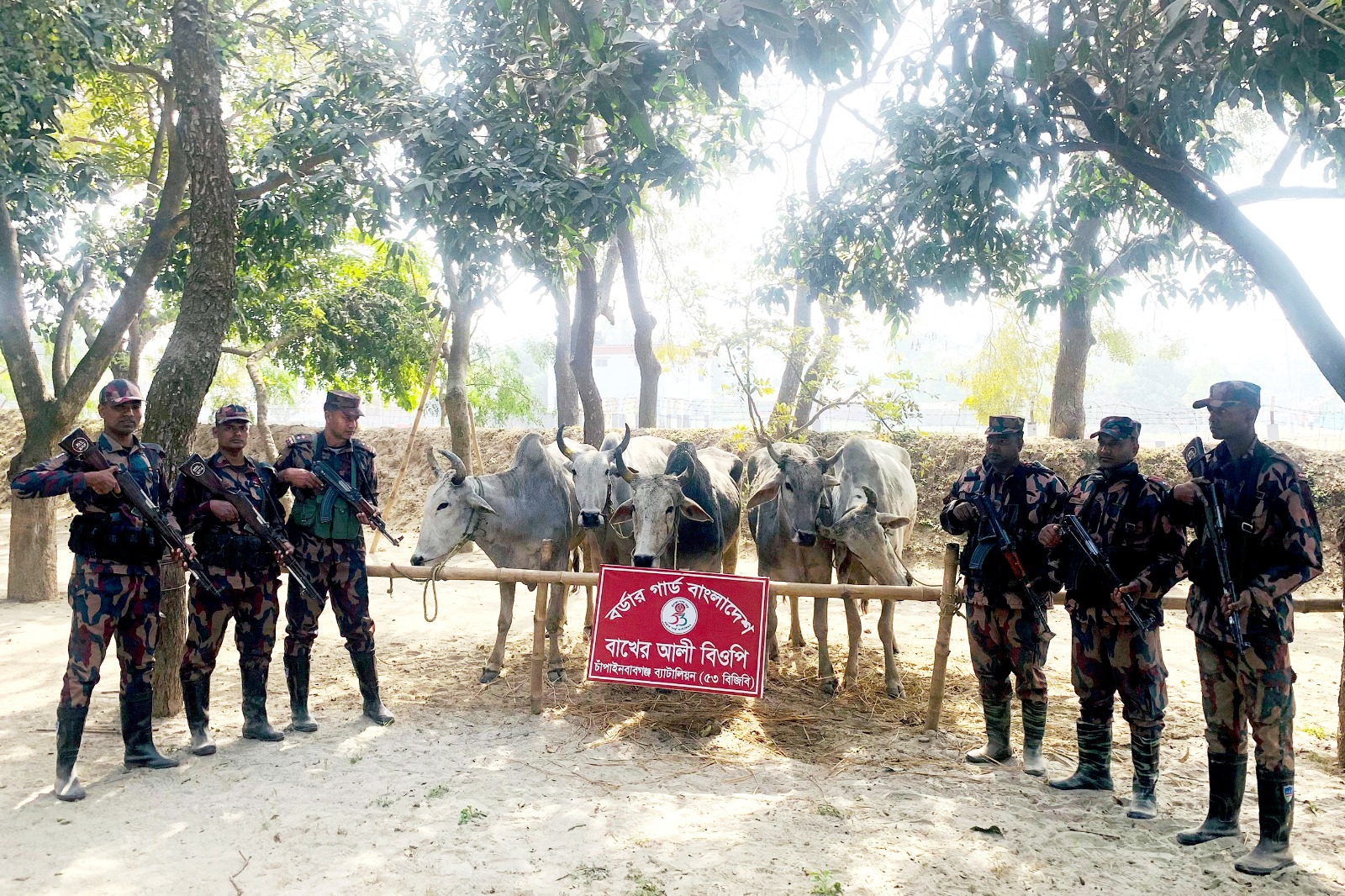 সীমান্তে ৫৩ বিজিবি পৃথক অভিযানে ভারতীয় নেশাজাতীয় সিরাপ ও গরু জব্দ 