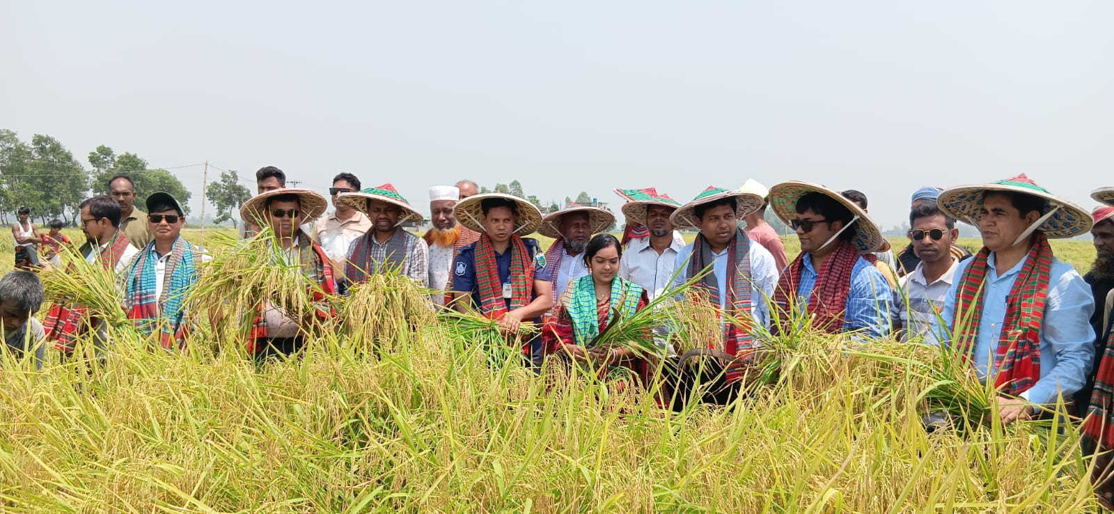 সিংড়ার চলনবিলে ধান কাটা উৎসবের উদ্বোধন করলেন ইউএনও